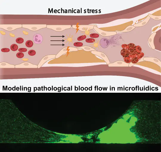 Mechanoelectrical and Electrical Signaling in Thrombosis and Inflammation